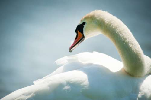 white swan swimming close up animal