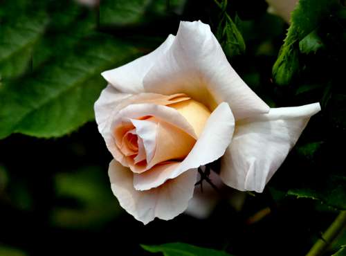 macro white rose flower garden