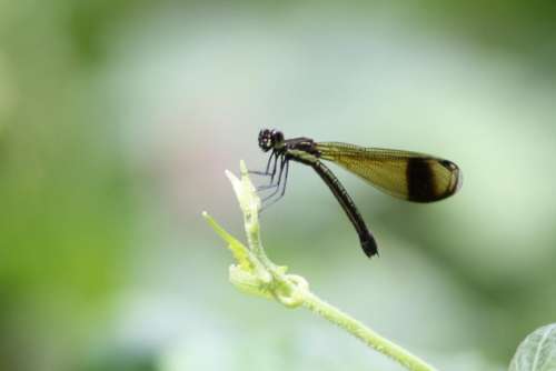 green plant nature blur dragonfly