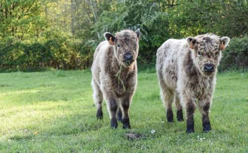 calf cow animal green grass