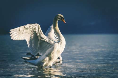 swan beak white eyes bird
