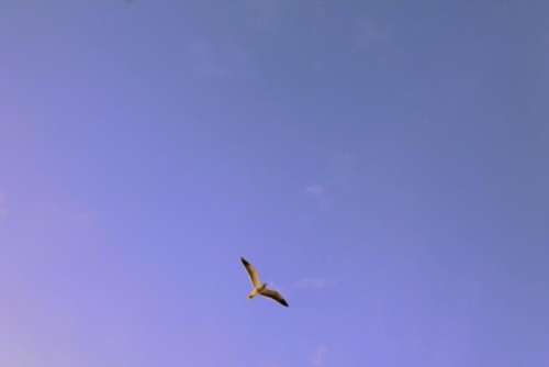 animals bird flight sky clouds