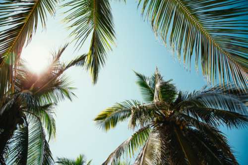 palm trees palm leaves sunny sun sunlight