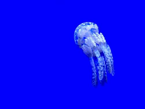 jellyfish aquatic animal ocean underwater