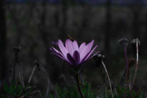 purple flower bloom petal nature