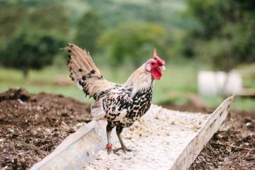 farm field rooster chicken bird