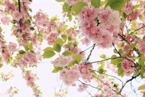 pink petal bloom flower tree