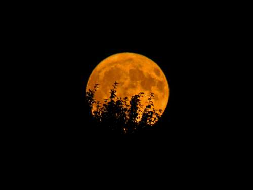 full moon orange trees silhouette