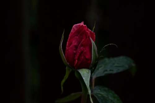 dark red rose flower green