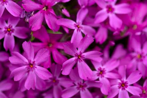 purple flowers background nature outdoors