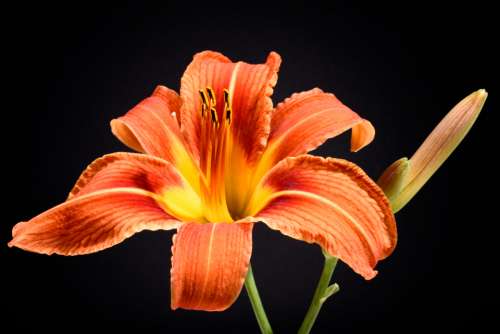 isolated flower black background botany florist