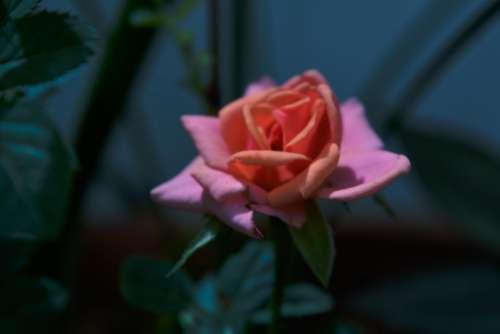 pink petal rose flower plant
