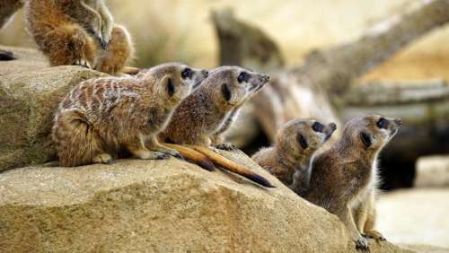 animals mammals meerkat group huddle