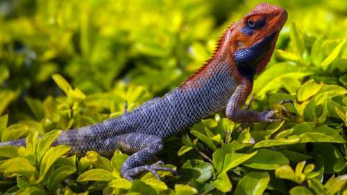 animals reptiles chameleon iguana lizard