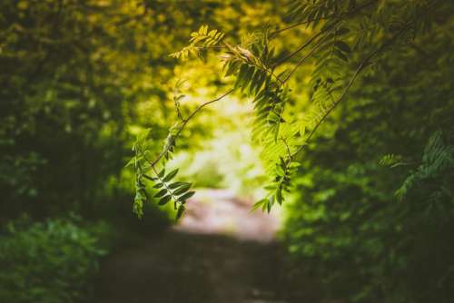 green leaves plants nature outdoor