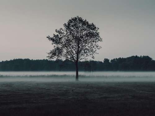 trees field mist foggy nature