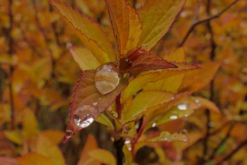 dew rain drop water garden