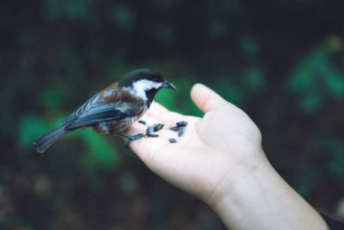 Chickadee bird hand nature green