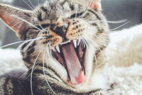 cat cute roar fangs tongue