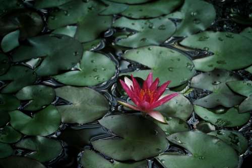 waterlily plants flower nature water