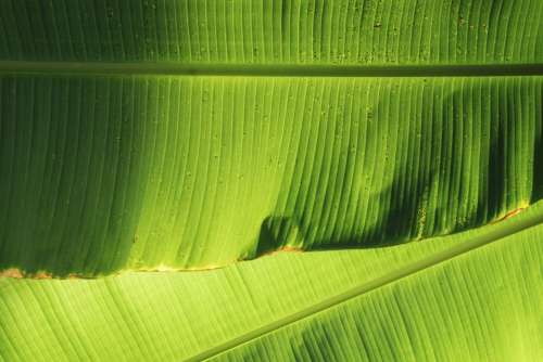 nature green leaves banana veins