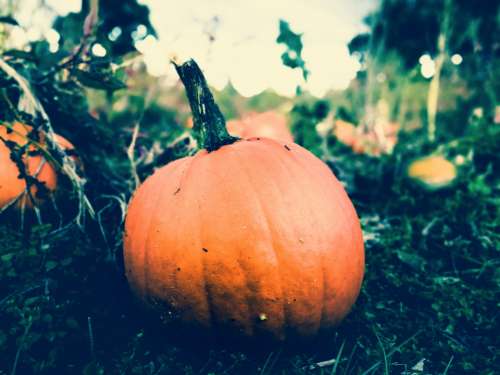 pumpkin harvest halloween orange nature