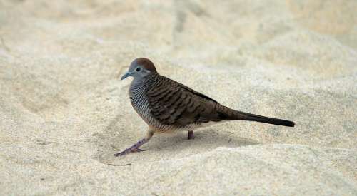 bird animal nature beach white