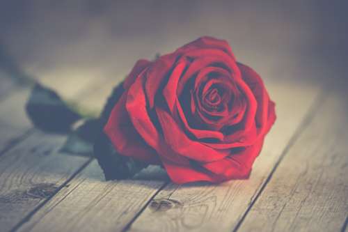 Valentine's Day single red rose flower