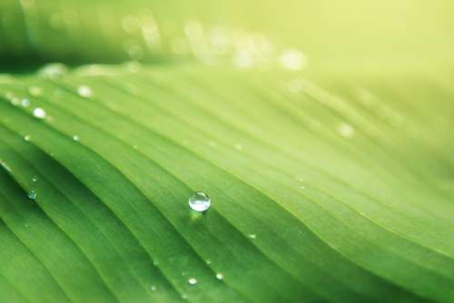 nature green leaf water droplets