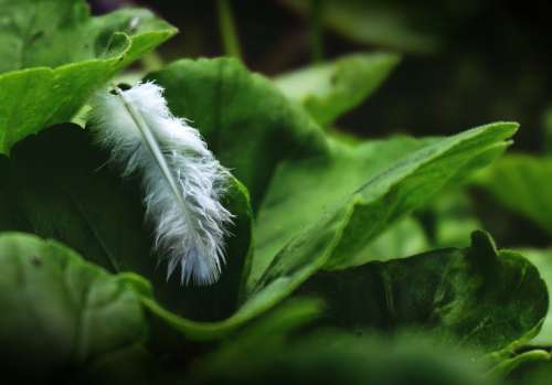 feather nature leaf leaves feathers