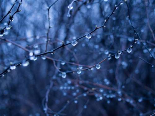 rain drops wet branches trees forest
