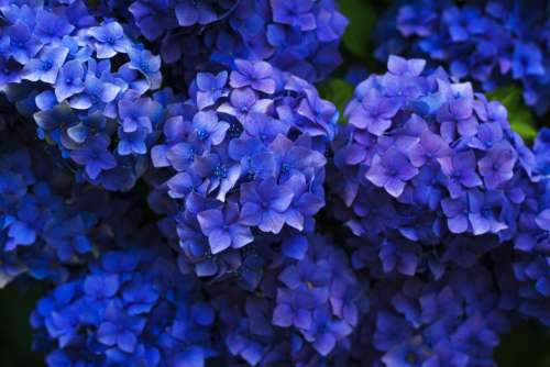 flowers garden nature blue purple