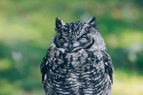 owl bird sleep animal blur