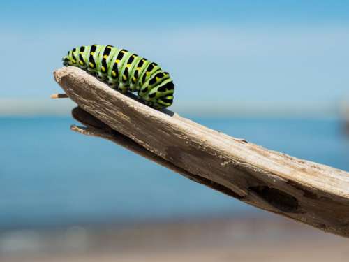 caterpillar insect animal wood sunny