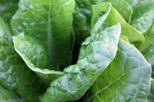 green lettuce vegetables food