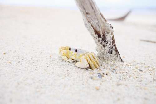 animals crustaceans crabs shells adorable