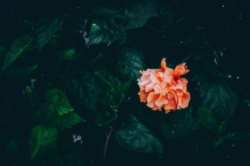 dark green leaves plant nature