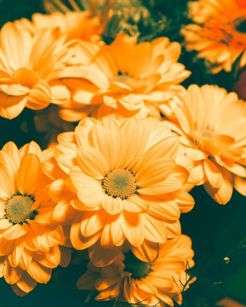 orange flowers garden nature