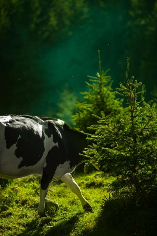 cow animal herbivore green nature