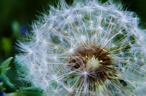 dandelion flower plant nature stem