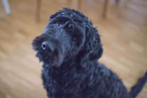 black puppy dog pet blur