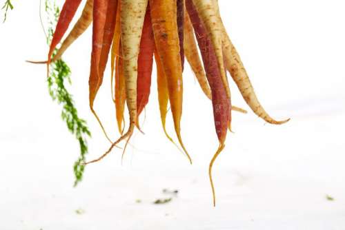 vegetables crops harvest carrots orange
