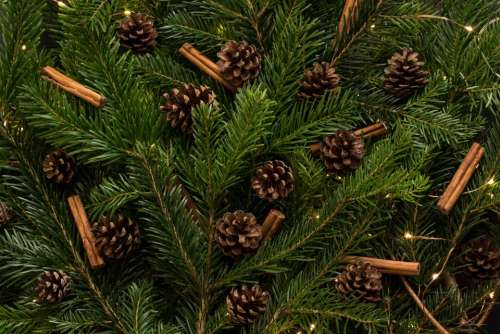 christmas tree pine cone holiday