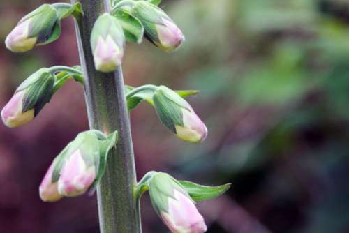 flower pink petal bloom garden