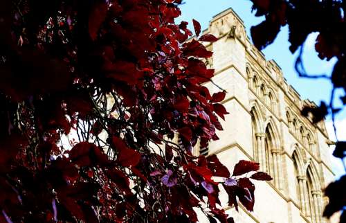 church cathedral building christian trees