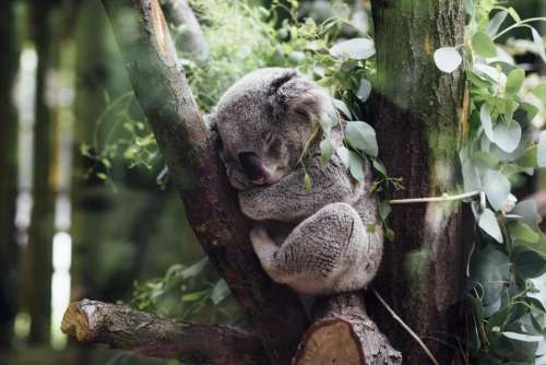 animals mammals koala furry fluffy