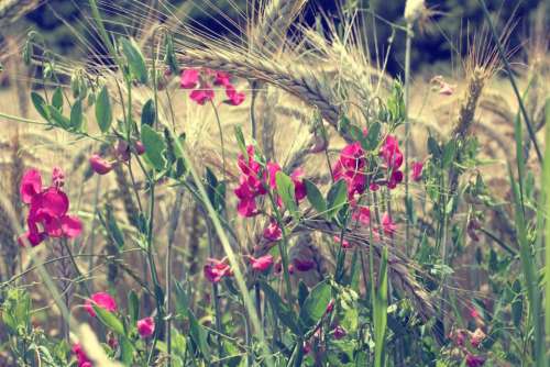 flowers plants nature summer spring