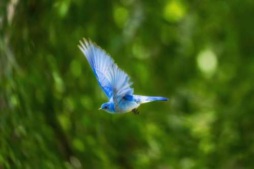 blue bird animal flying nature