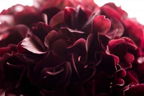 red petal flower bloom