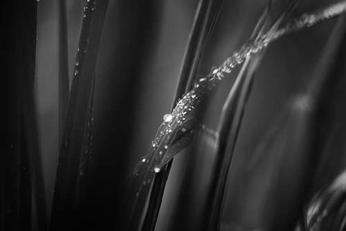 black and white water drop wet leaf